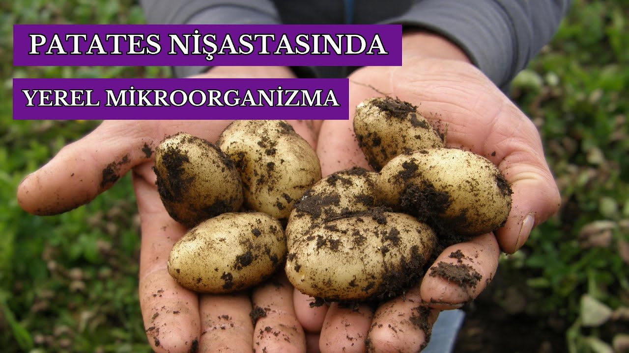 Patates Nişastasından Yerel Mikroorganizma Gübresi
