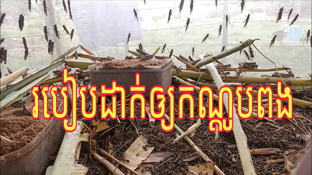 របៀបដាក់ឲ្យកណ្ដូបពង #របៀបចិញ្ចឹមកណ្ដូប