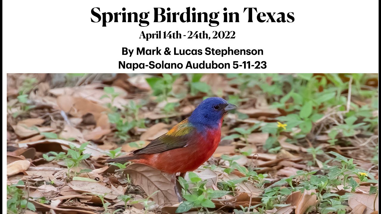 Spring Birding in Texas with Mark & Lucas Stephenson 5 11 23