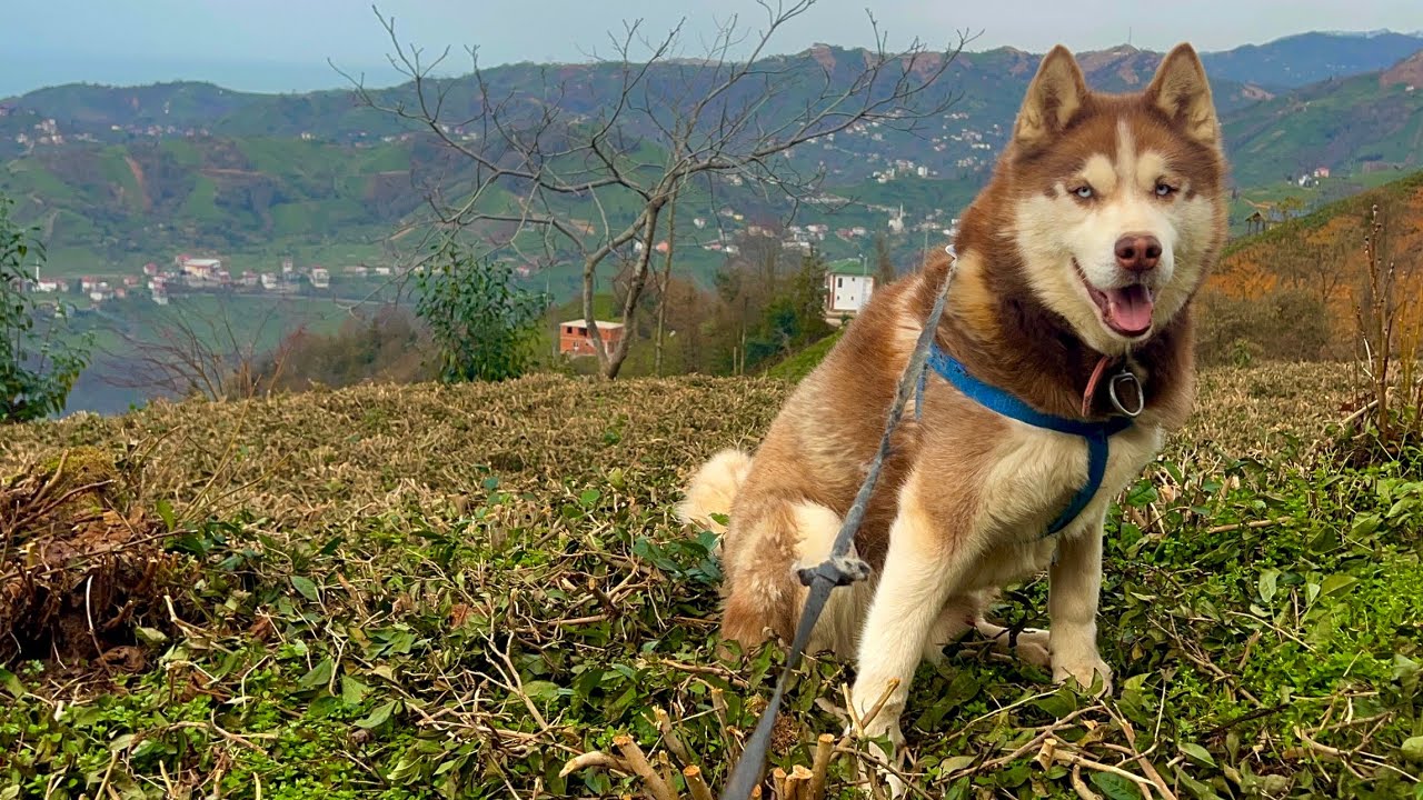 Pablo ile doğaya kaçtık.  AI Cannot Generate This Feeling: Escaping Reality with My Dog - 
