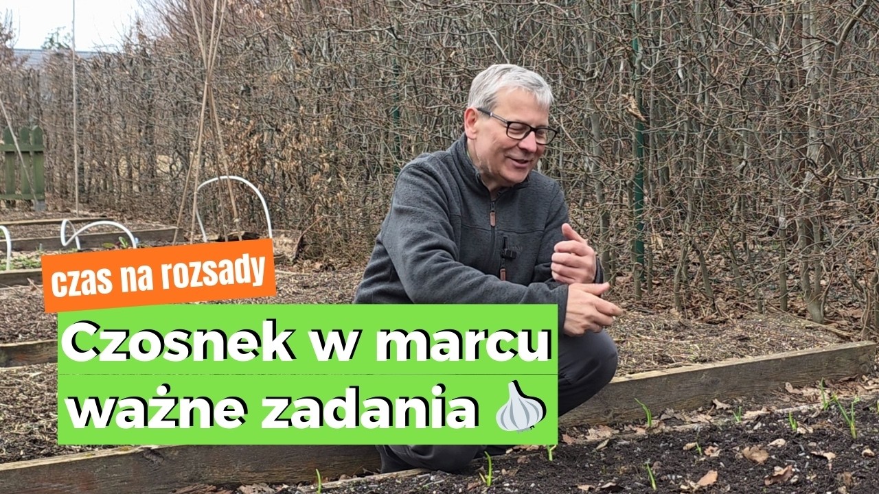 Czosnek w marcu: Jak nawozić i co posiać w międzyrzędziach? Nie marnuj miejsca, zaplanuj uprawę.