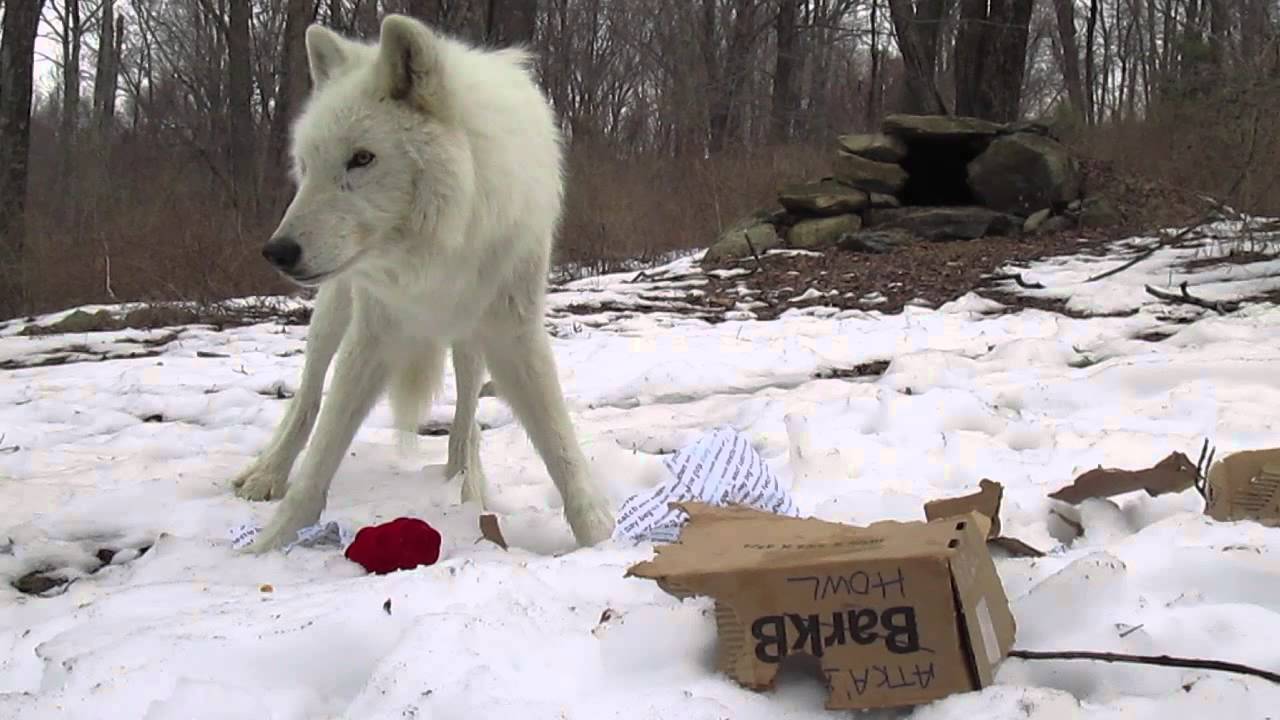 Atka: BarkBox Enrichment