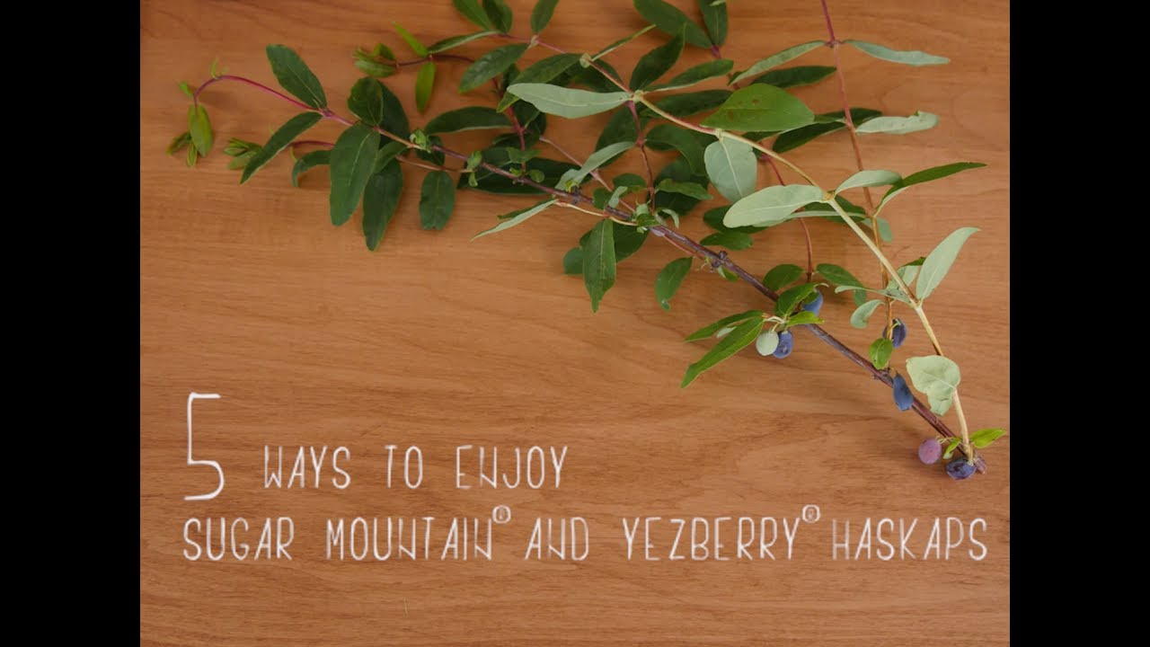 5 Ways to Enjoy Sugar Mountain and Yezberry Haskaps
