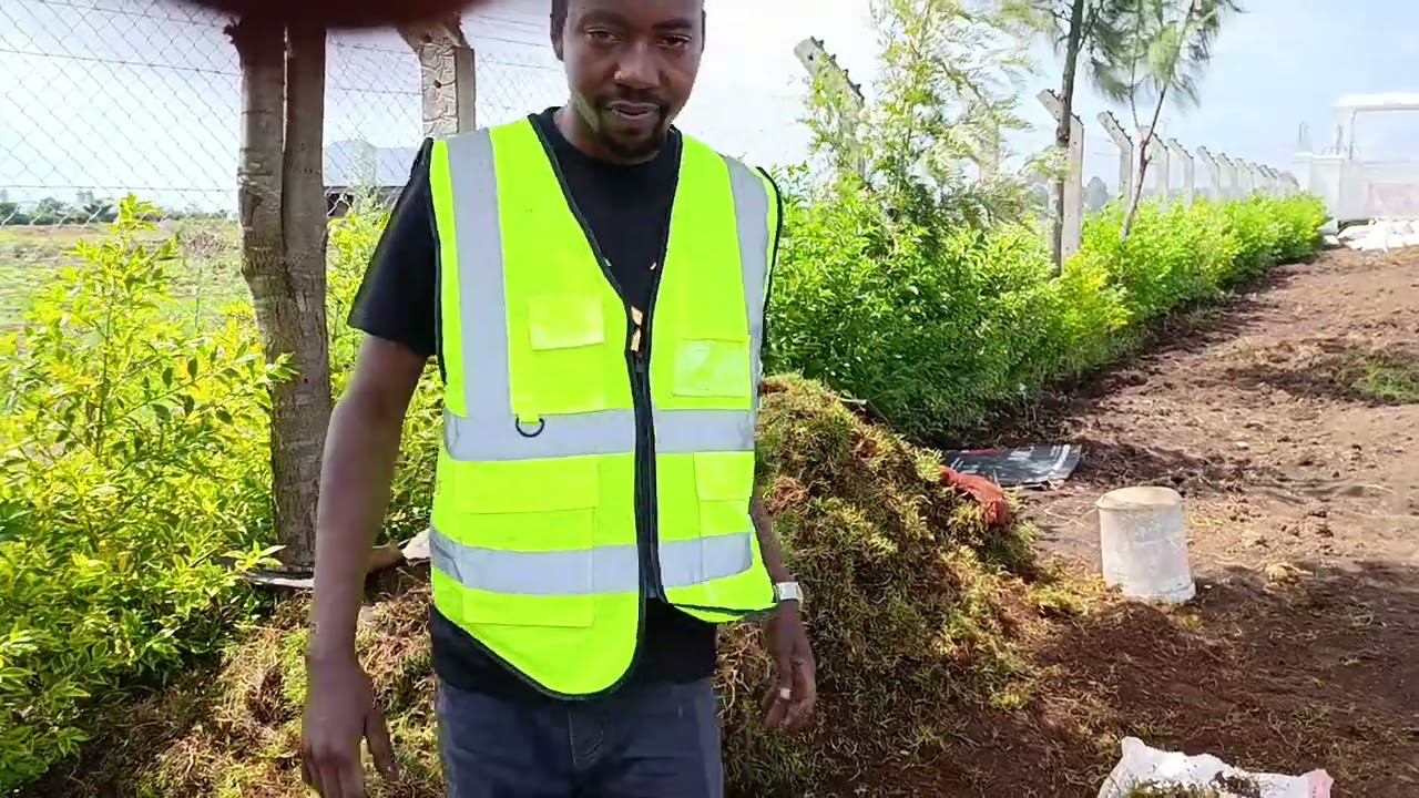 Grass planting in Nakuru, Kenya