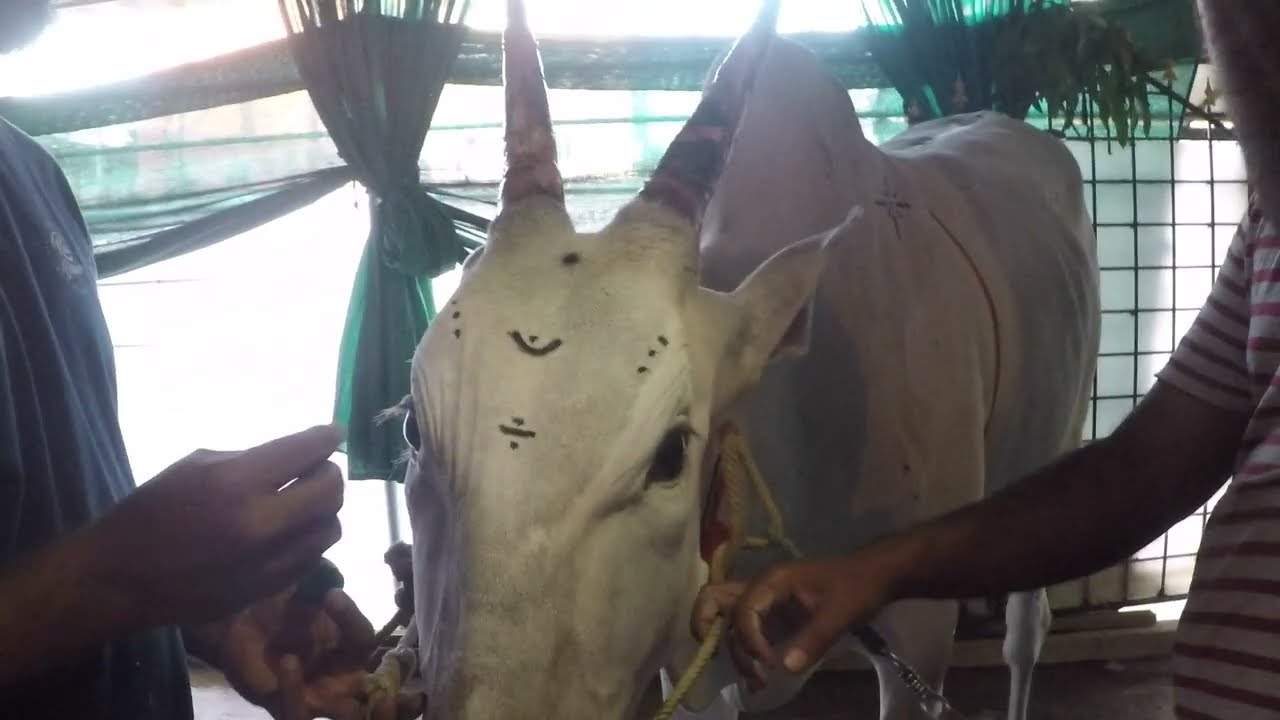 Decorating Nakula and Sahadeva Desi cattle | Hallikar cattle Decorating