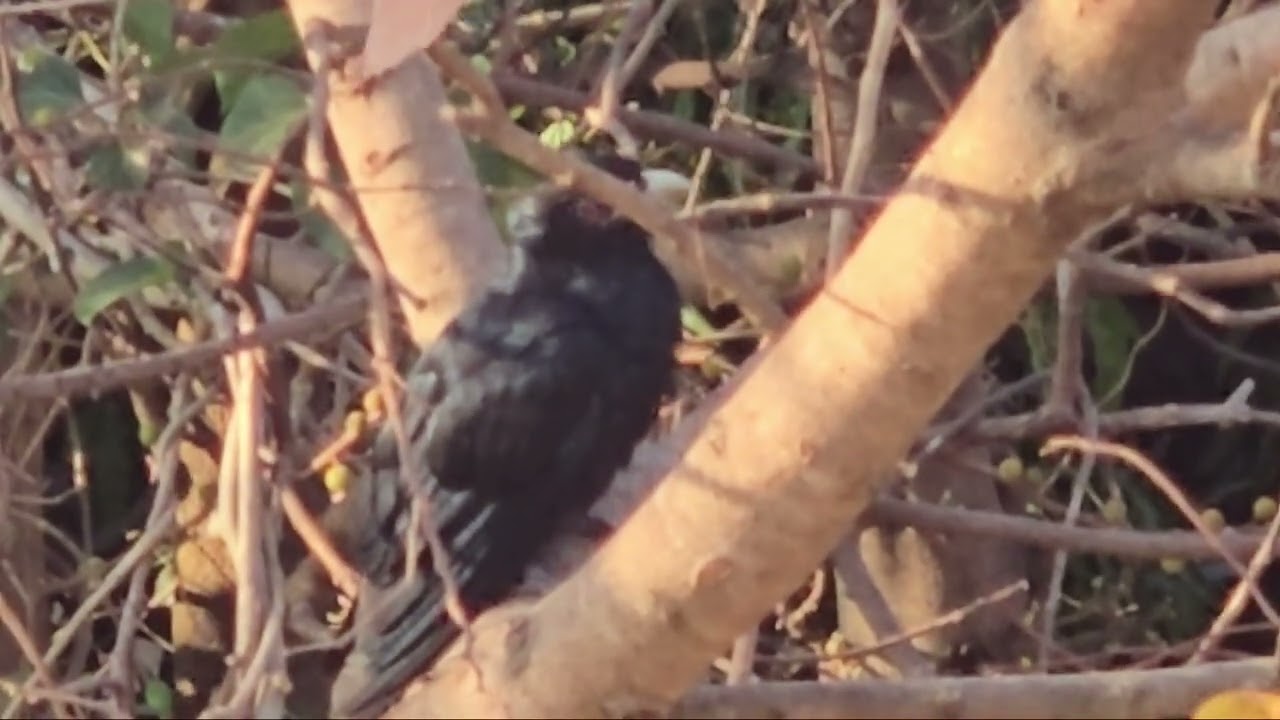 ASIAN KOEL MORNING MINDFULNESS 