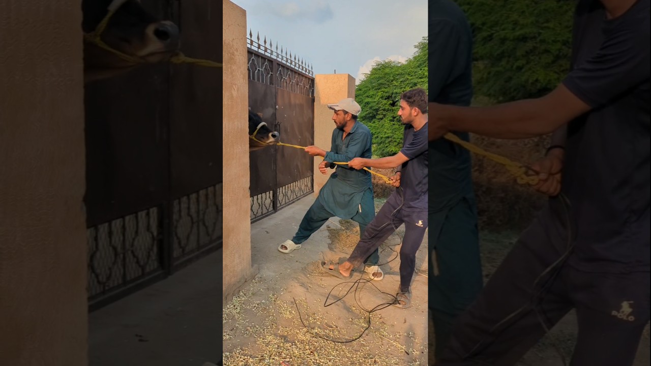 bakra dumba #for #funny #qurbanvlogs