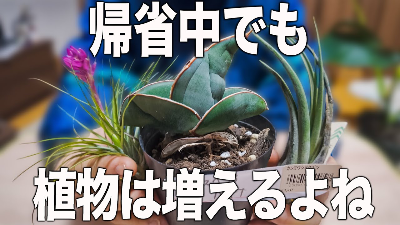 帰省中にお迎えした植物3選！【観葉植物/ダイソー/多肉植物】
