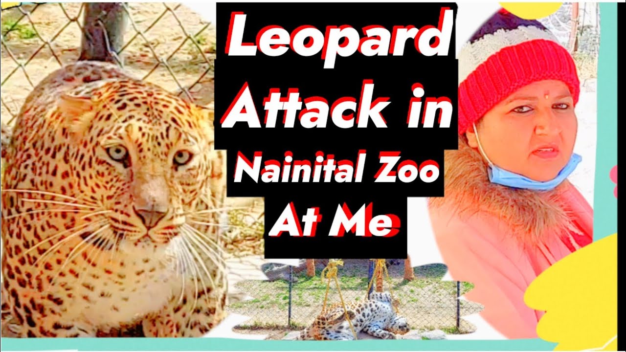 Leopard attack in Nainital Zoo at me | mountain explore |