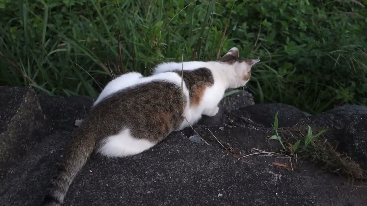 【猫動画】　猫ちゃん　にゃおにゃお物語 #猫  #地域猫  #野良猫