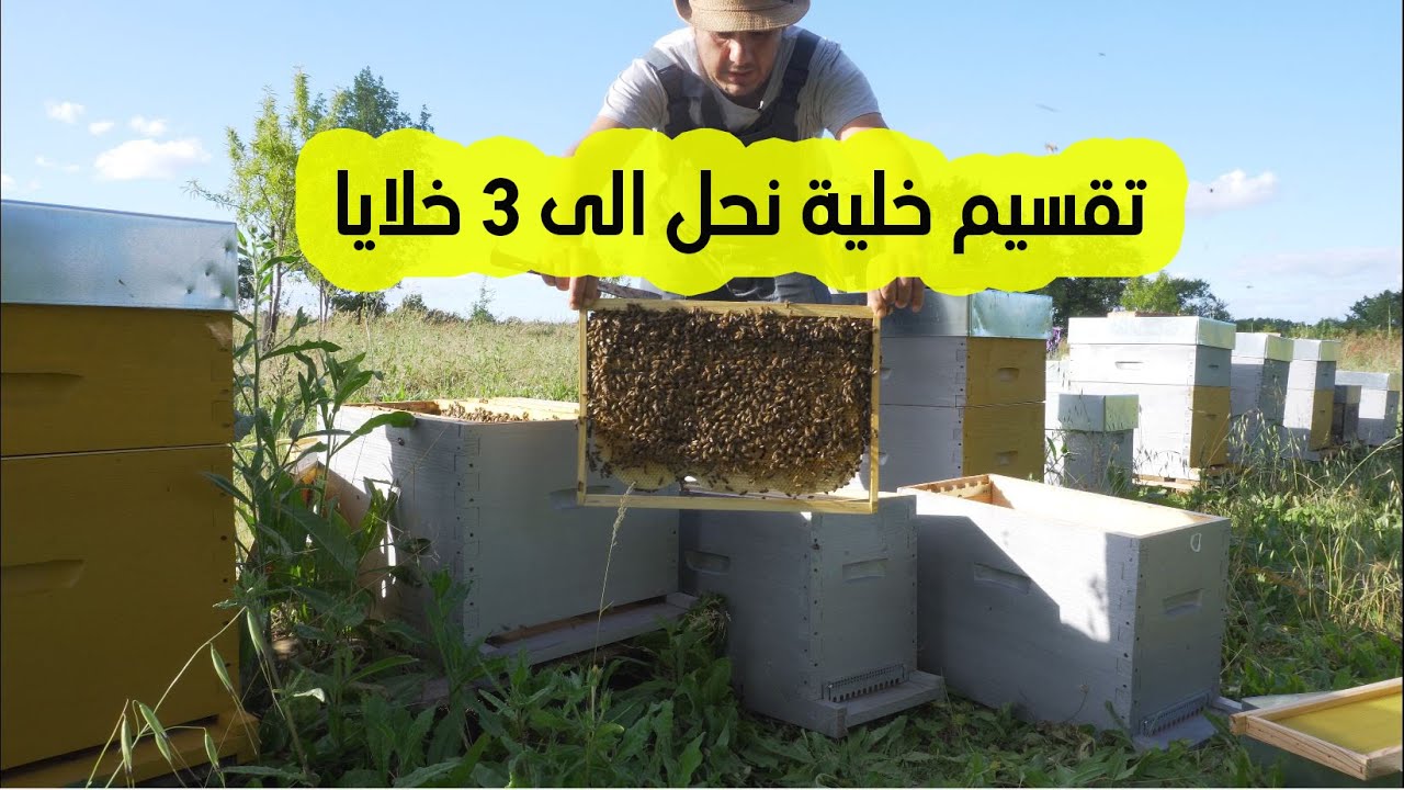 تربية النحل :كيفية تقسيم خلية نحل الى 3 خلايا بطريقة سهلة /ح25🔵