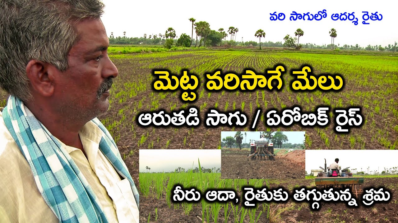 మెట్ట వరి సాగే మేలు || Profitable Paddy Cultivation through Direct Seeding || Karshaka Mitra