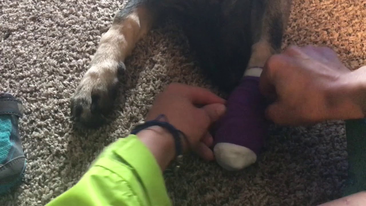 Putting Running Ruffwear Shoes on Dewclaws Shepard : How to Run With Your Dog