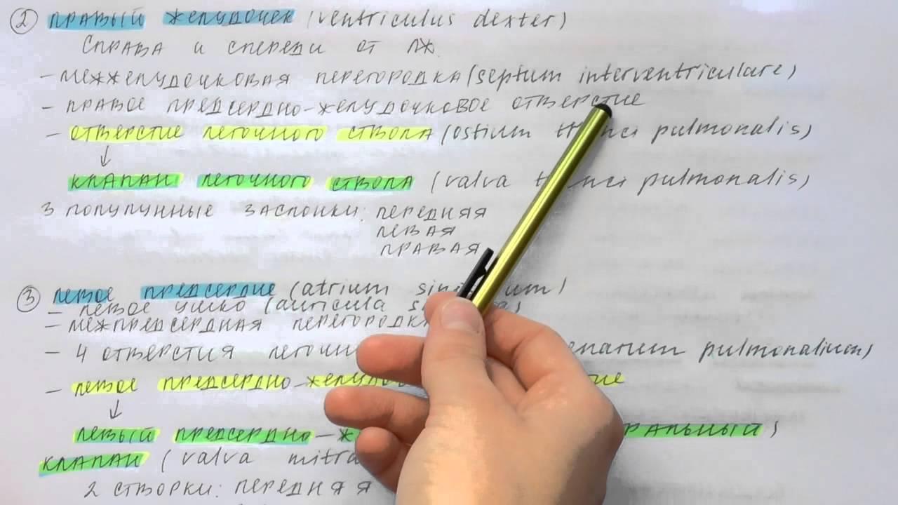 Билет 058. СЕРДЦЕ: КАМЕРЫ, КЛАПАННЫЙ АППАРАТ. РАЗВИТИЕ СЕРДЦА. ВРОЖДЕННЫЕ ПОРОКИ СЕРДЦА.