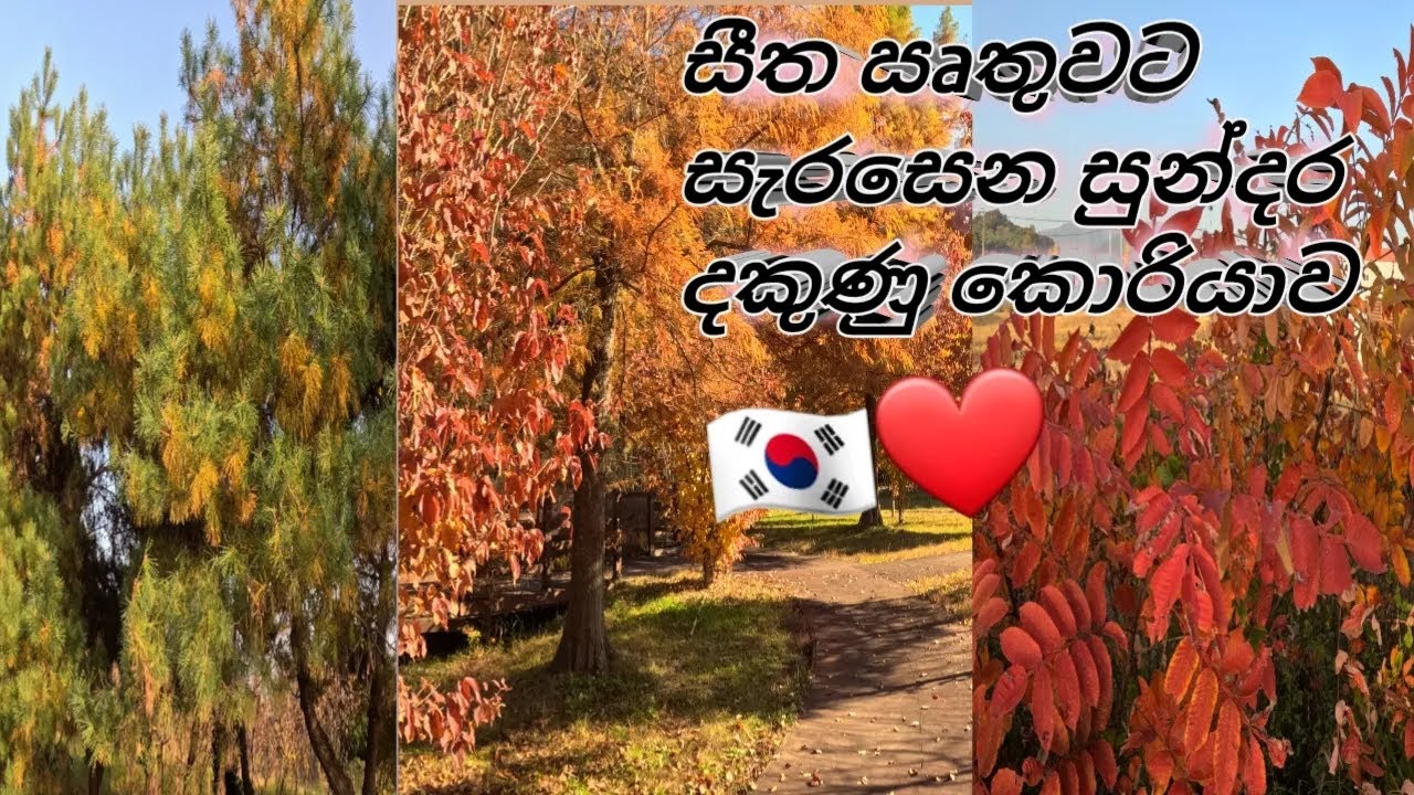 South Korea’s Scenic Beauty 🤍🍁 | When Winter Just Begins🍂🍁🌿