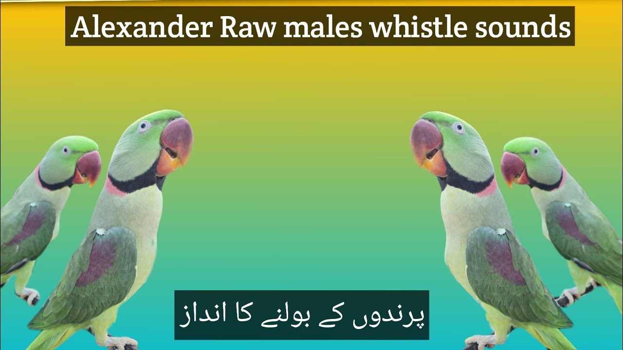 Alexander Raw Parrots Talking and different Whistles 