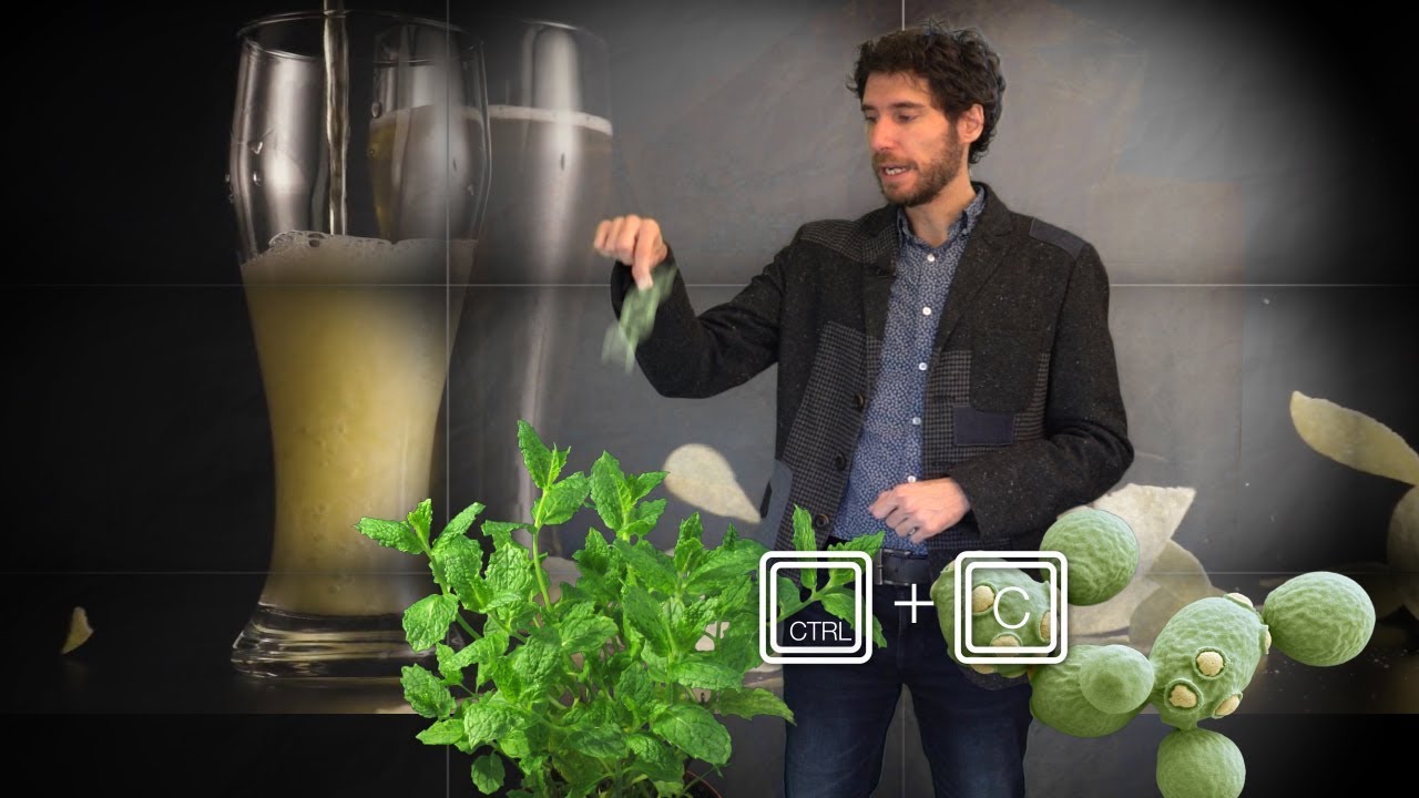 Fabricar cerveza sin lúpulo con ingeniería genética
