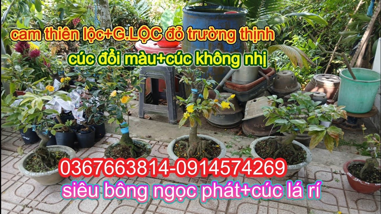 Trưa16/3 siêu bông ngọc phát+cam thiên lộc+cúc đổi màu+cúc không nhị+cúc lá rí+G.lộc đỏ trường thịnh
