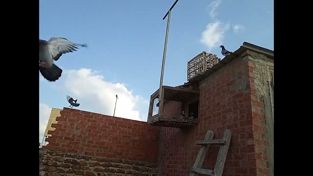 هنفتح ونشوف الحمام والزغاليل والحمام| الجديد هنفتح يطلع على السطح|ونش الحمام من المكان إلا بفتخر بيه