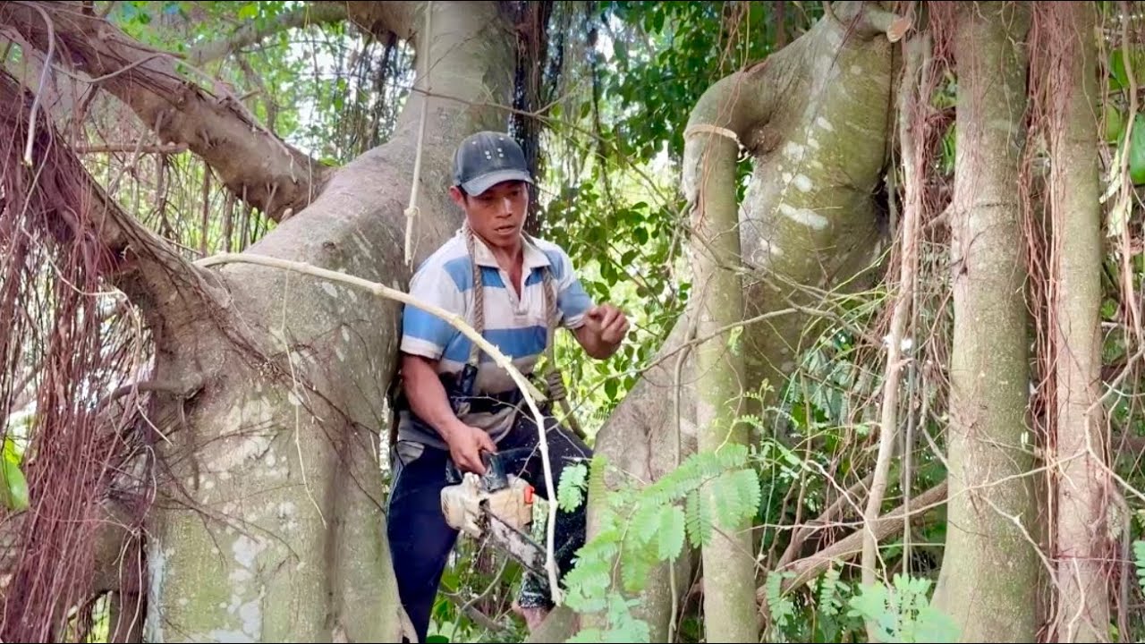 Cưa cây sanh siêu khủng gần dây điện ,  Ở vĩnh khánh , Gần cần thơ . Cưa cây kỷ thuật cao