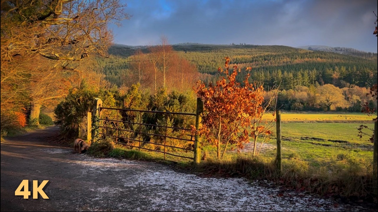 Frosty Evening Walk in Fairy Glen, Ireland🧚‍♀️✨ | Nature Sounds for Sleep & Stress Relief