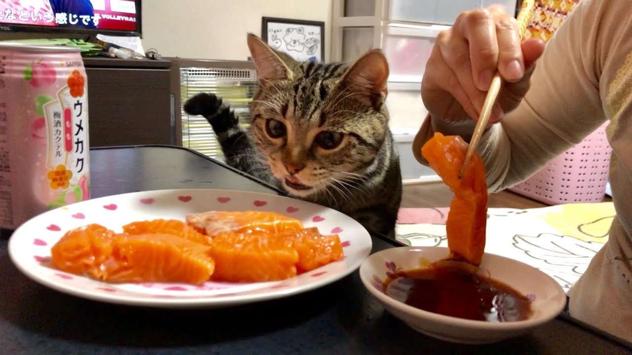 妹が大好きなサーモンを横取りして割と本気で怒られてしまった猫ｗ