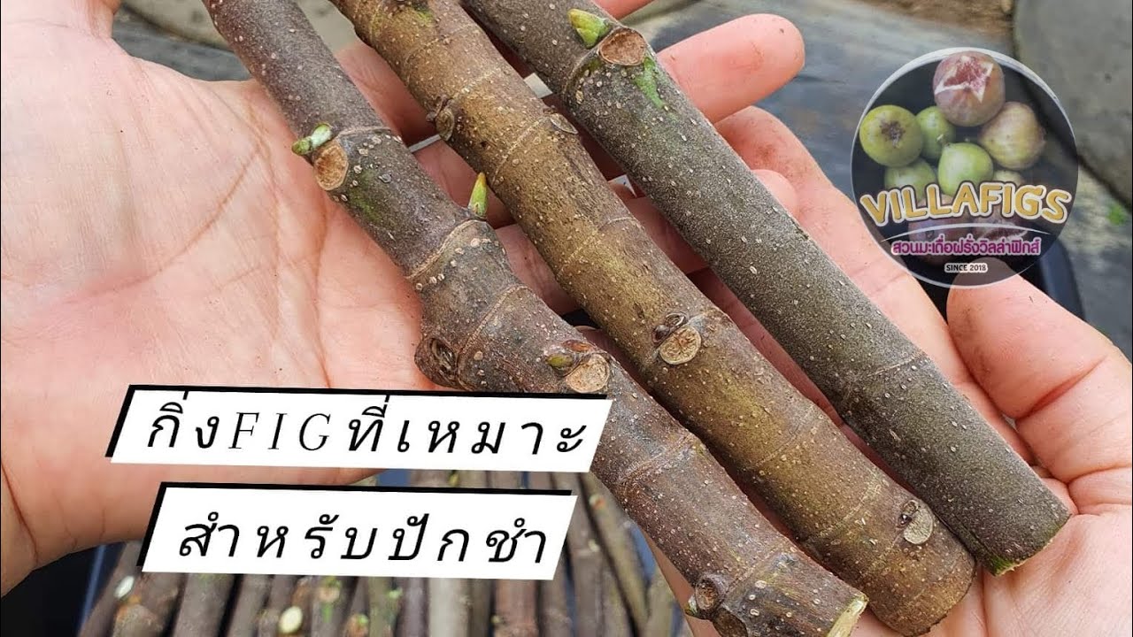 Villafigs EP.72 กิ่งที่เหมาะสำหรับปักชำ #กิ่งมะเดื่อฝรั่ง #การปักชำ #กิ่งสด #fig