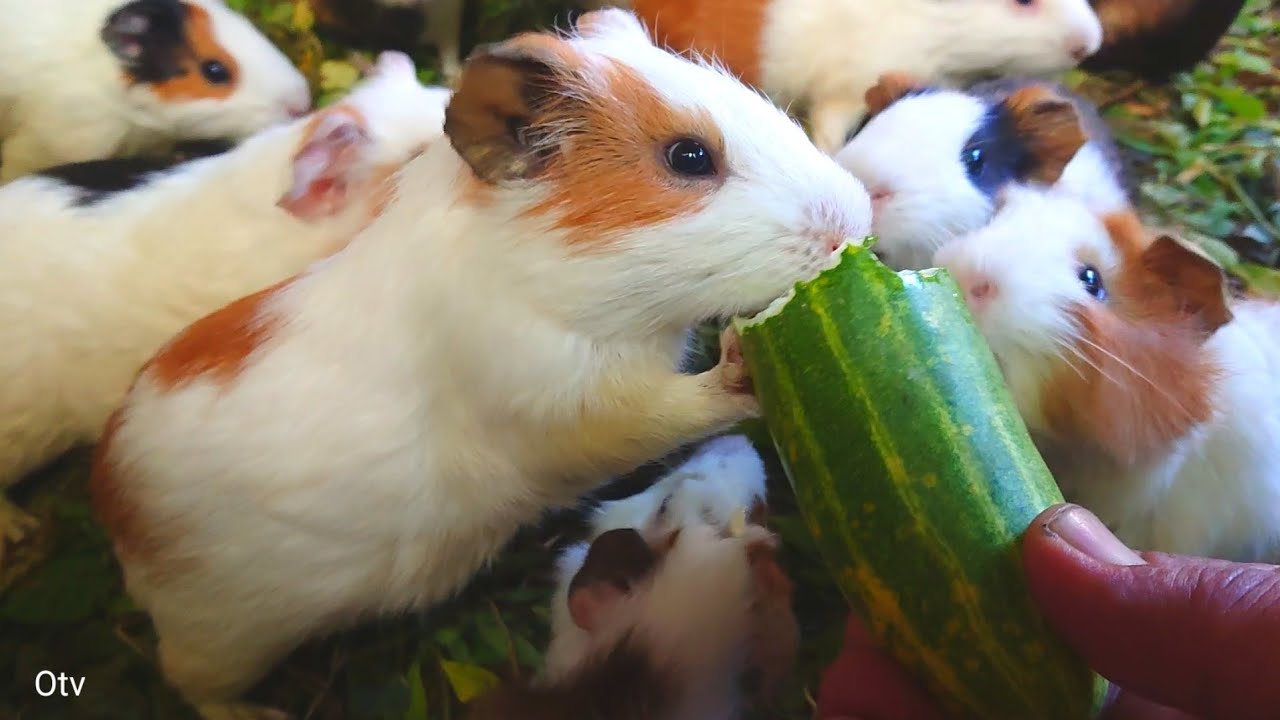 Guinea pig eating asmr,Guinea pig eating vegetables,feeding Guinea pigs eating cucumber,cute animals