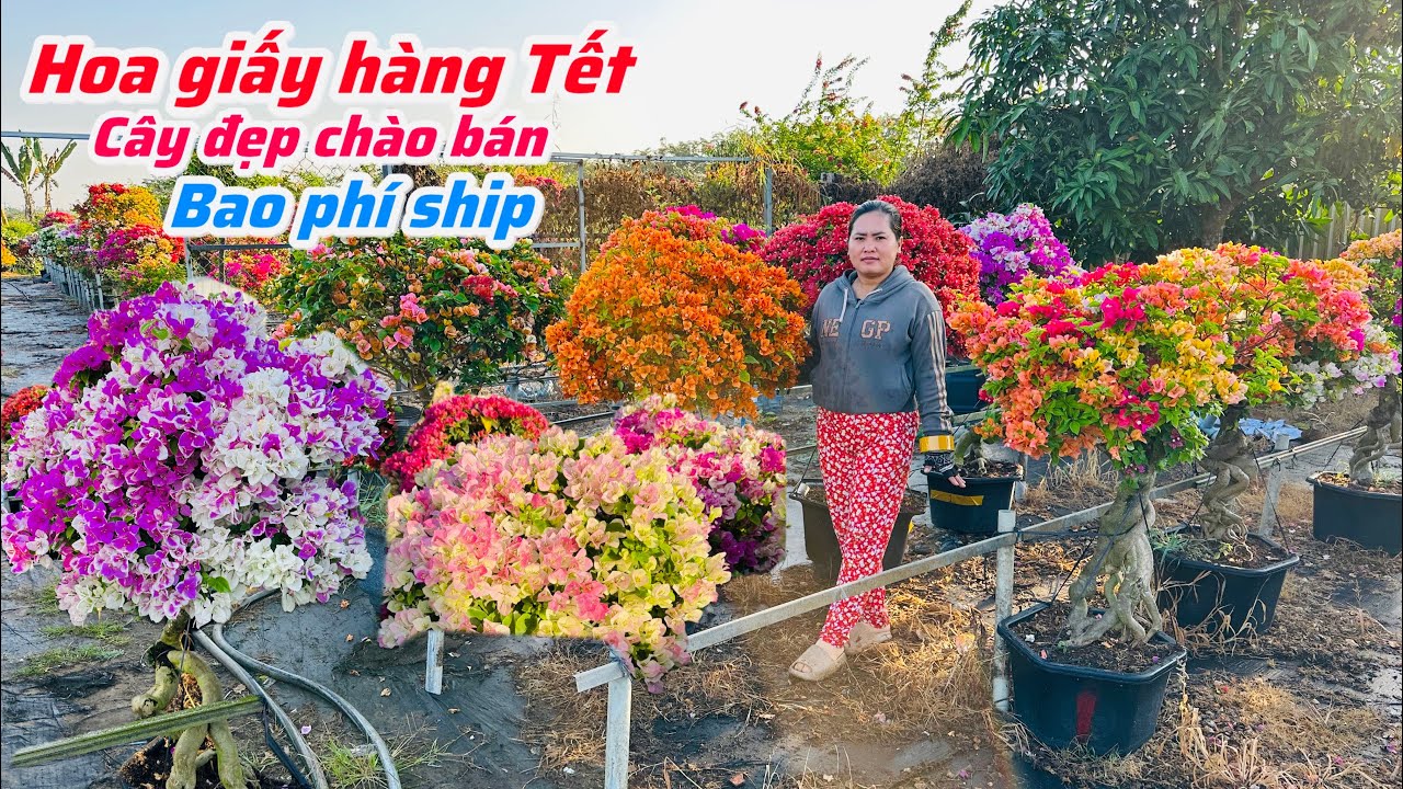 Hoa giấy giấy cây đẹp hàng Tết chào bán bao ship..02/02😘📲0703.236.412.Cúc-Phan