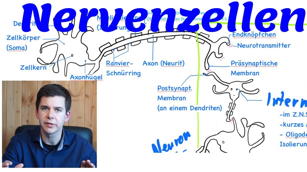 Nervenzellen: Typen, Unterschiede, Sinn, Verschaltung