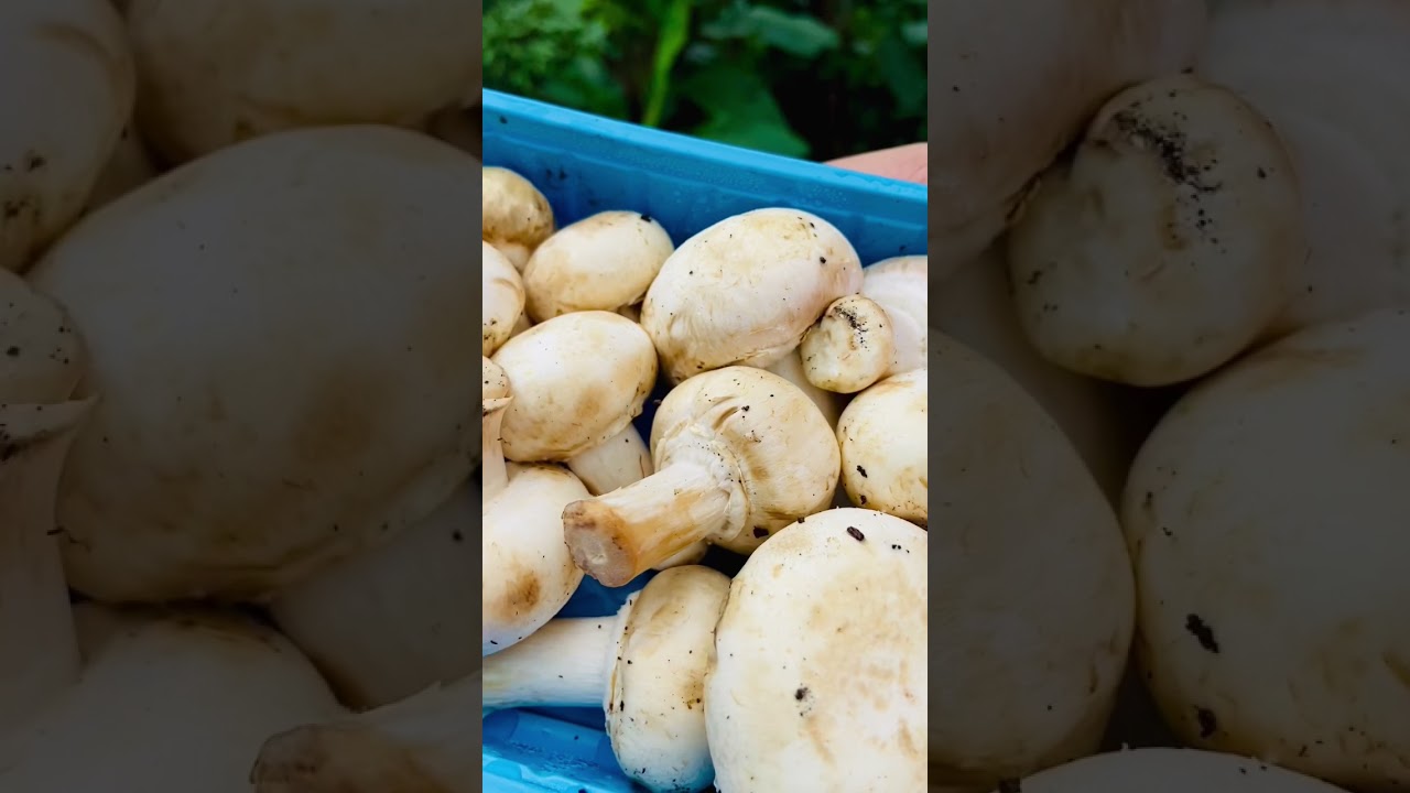 How to Clean Mushroom in Malayalam || How to Clean Button Mushroom || Mushroom Cleaning || #shorts