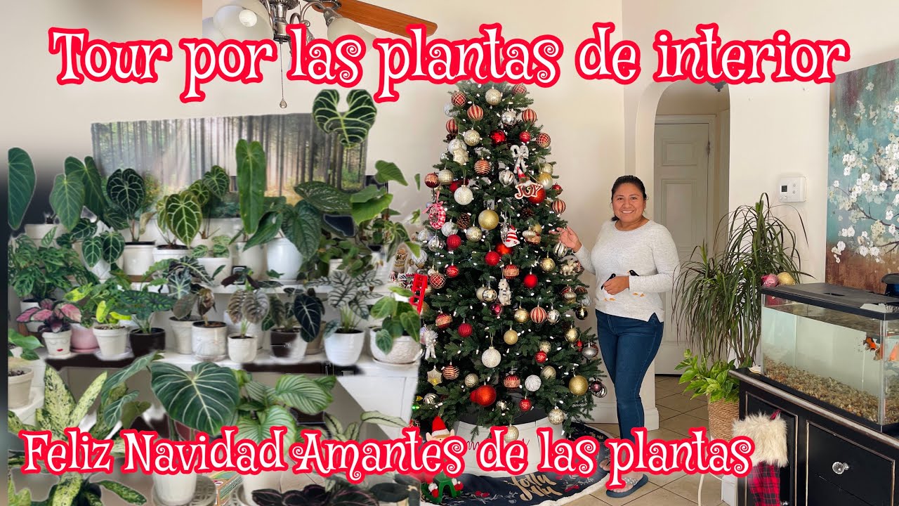 ASI CRECEN BIEN BONITAS LAS PLANTAS DE INTERIOR y Como quedó el arbolito de Navidad