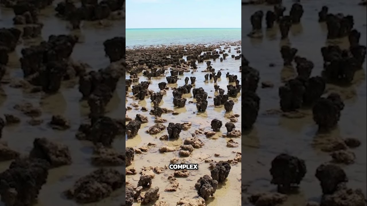 Sinice: starożytni producenci tlenu, kt&oacute;rzy zmienili Ziemię na zawsze!
