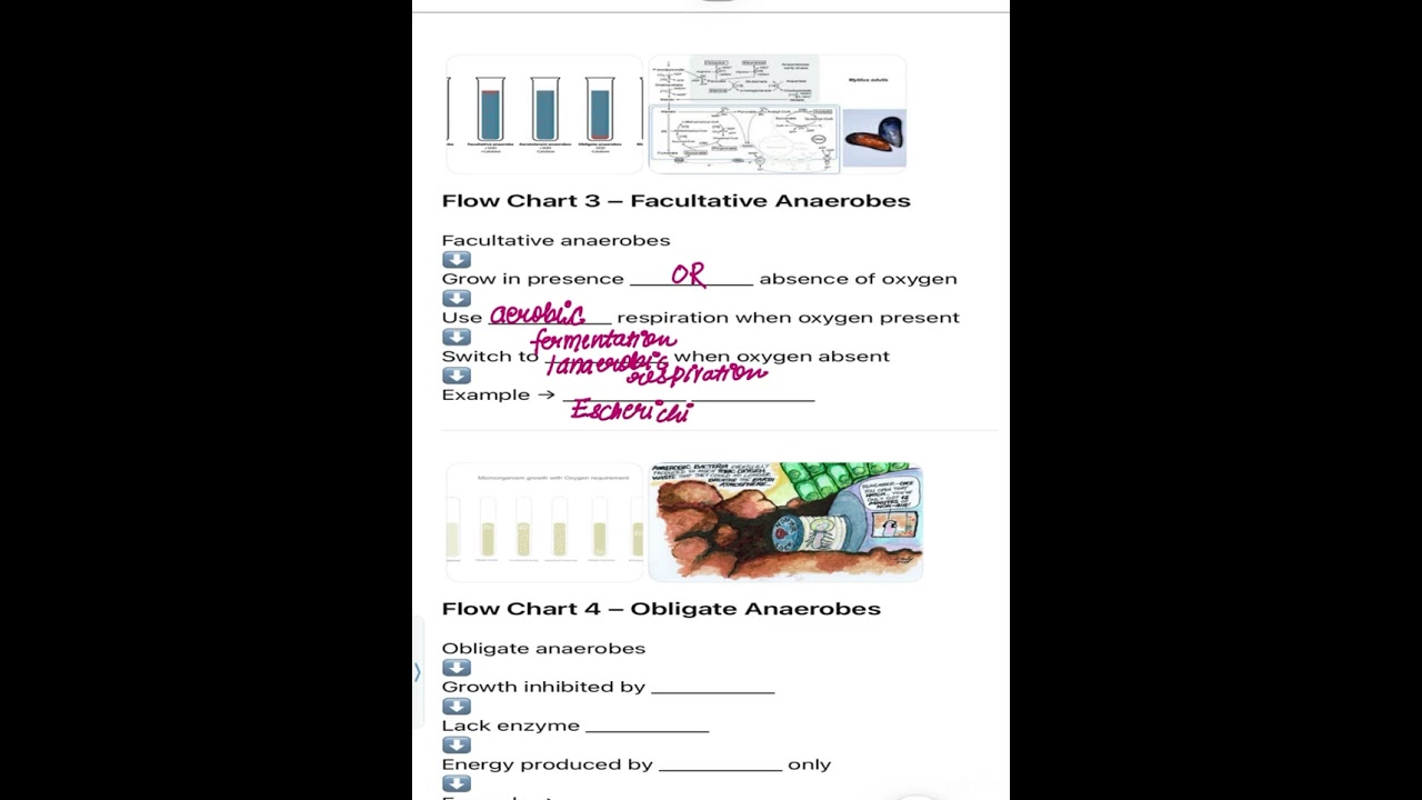 Bacteria on basis of oxygen requirement
