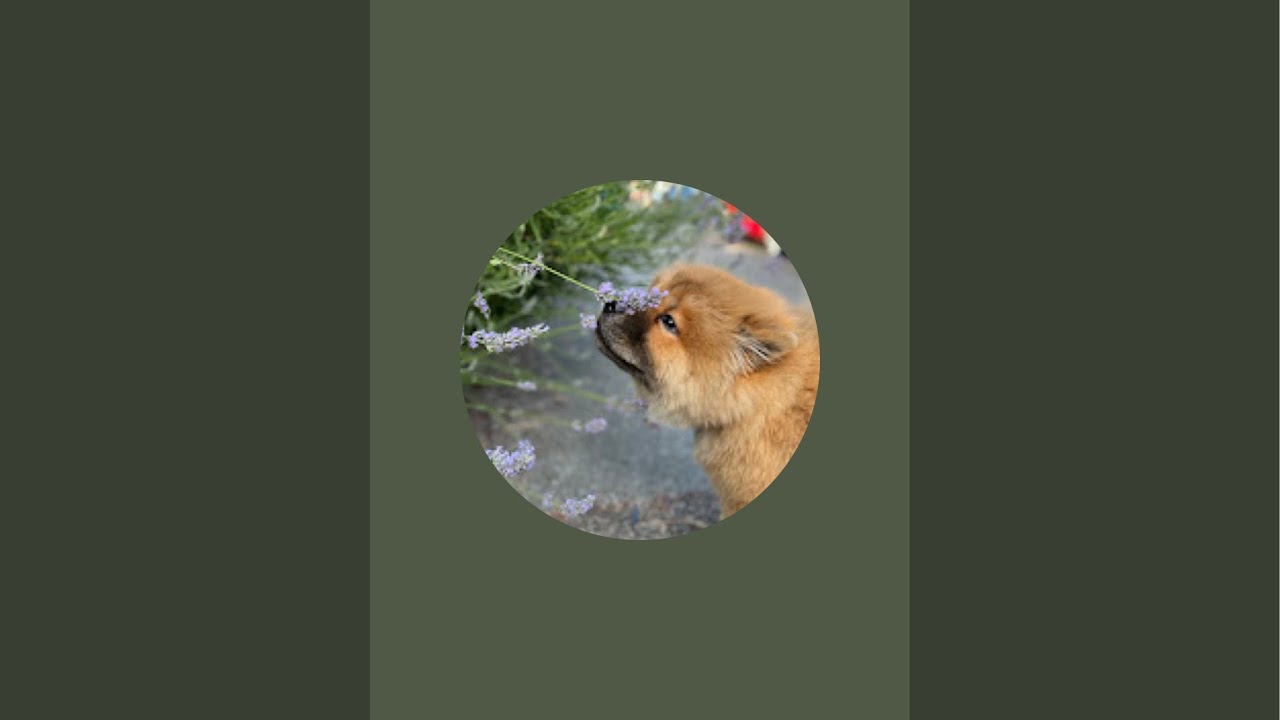PrincessBrioche is live