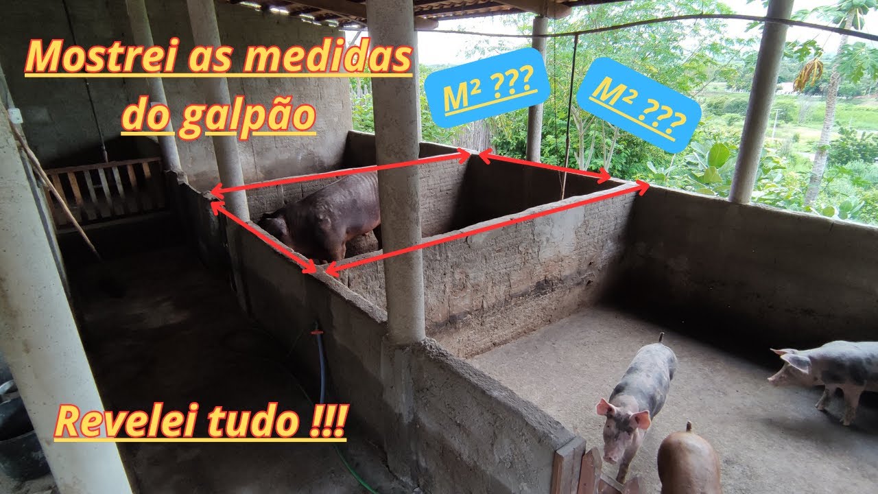 Tudo Sobre as Medidas das Baias dos Suínos: Veja Como Organizei o Espaço. #suinocultura #suino