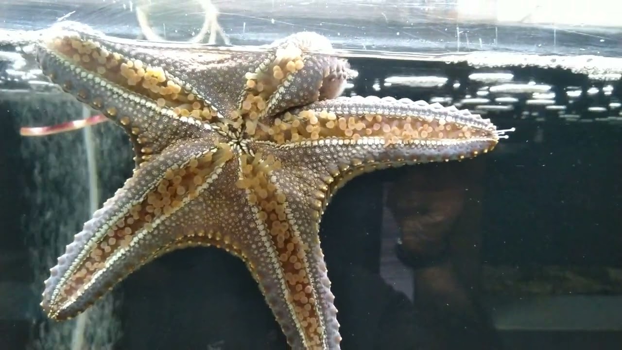 Star Fish | Star Fish Mouth