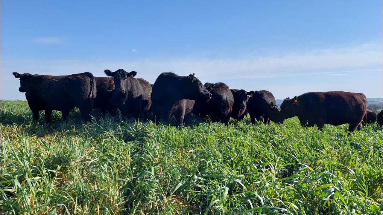 Os melhores animais do Brasil da raça Angus estão no Oeste do PR