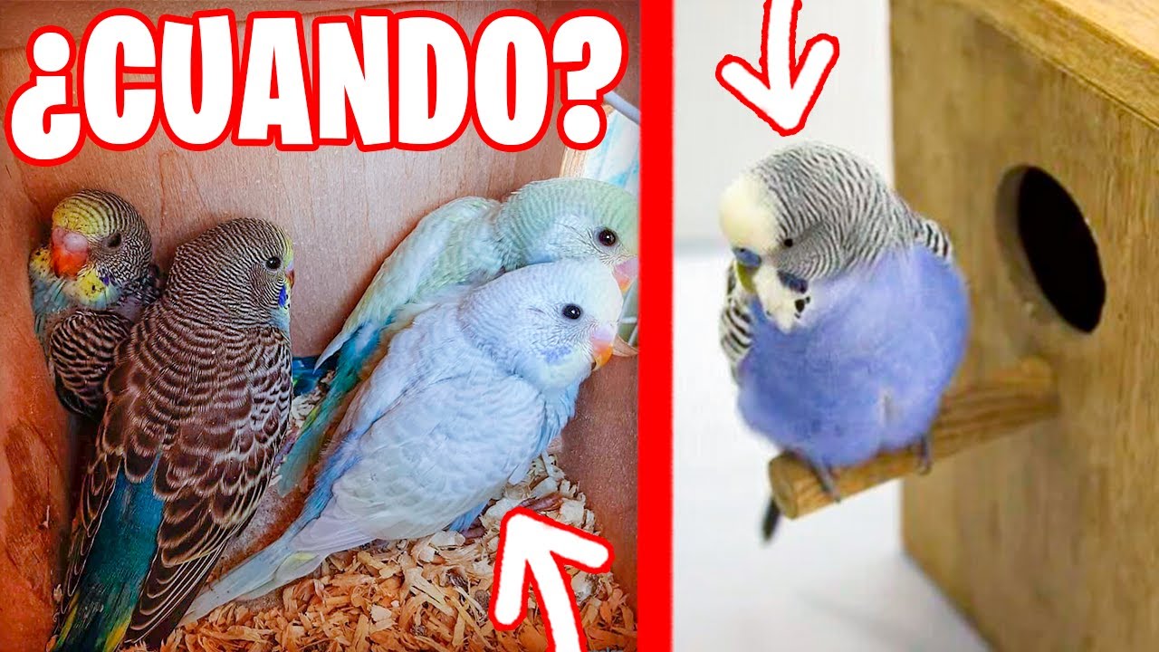 CUANDO PONER NIDO A LOS PERIQUITOS