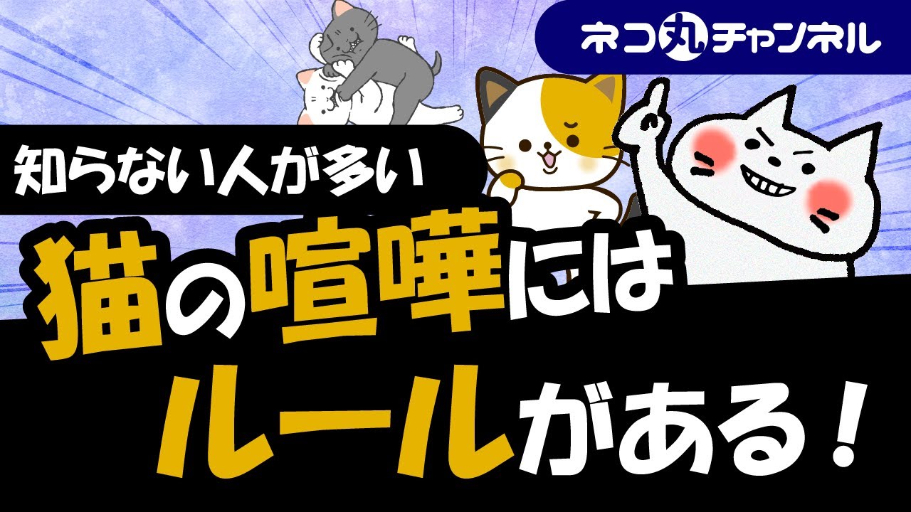 猫は喧嘩を避けるための平和的ルールを持っている！その訳を解説