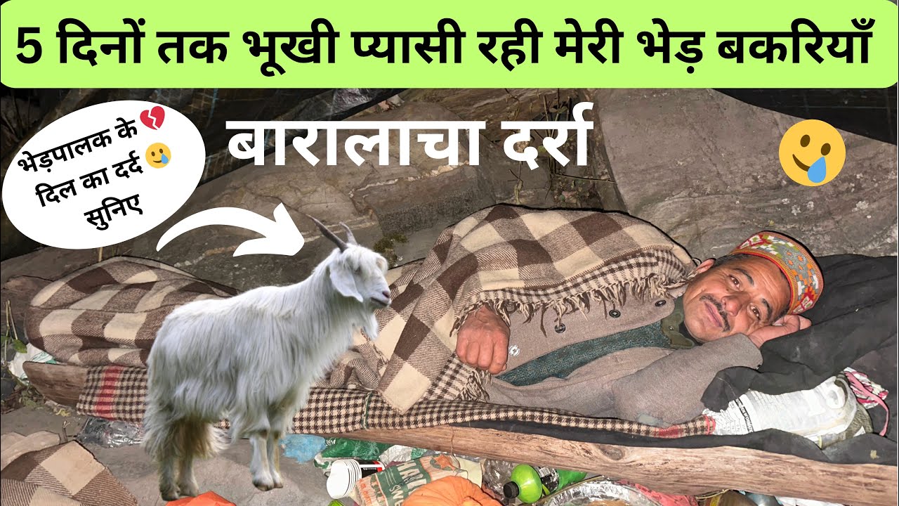 कालू भेड़पालक की भेड़ बकरियाँ 5 दिनों तक बारालाचा दर्रे में भूखी प्यासी रही सुनिए भेड़पालक की आपबीती