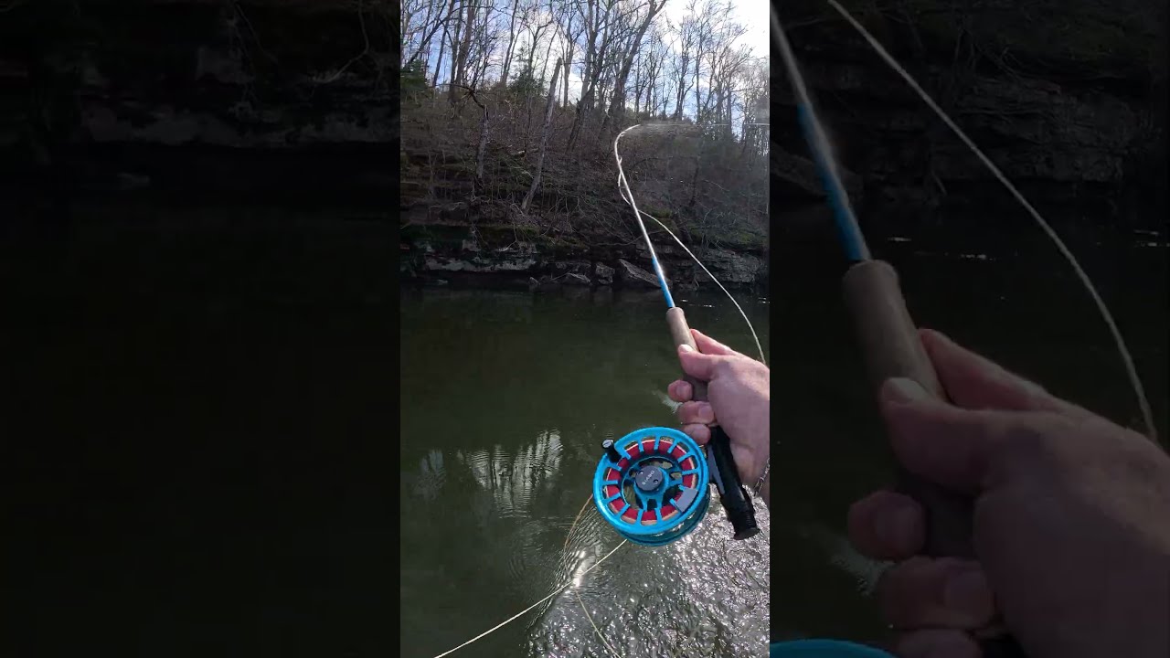 Rainbow Trout Release on the Duck River TN #fishing #flyfishing
