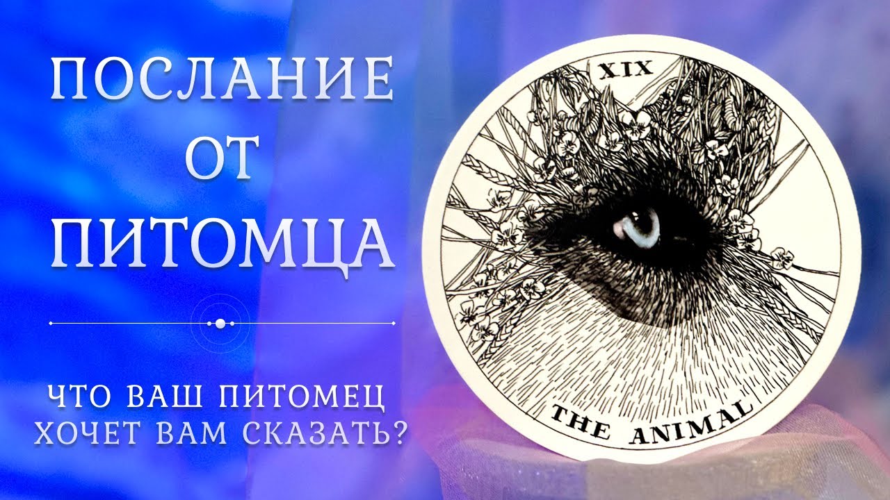 ПОСЛАНИЕ ОТ ПИТОМЦА 😻🕊🐶 Что ваш питомец хочет вам сказать? 👀 Таро