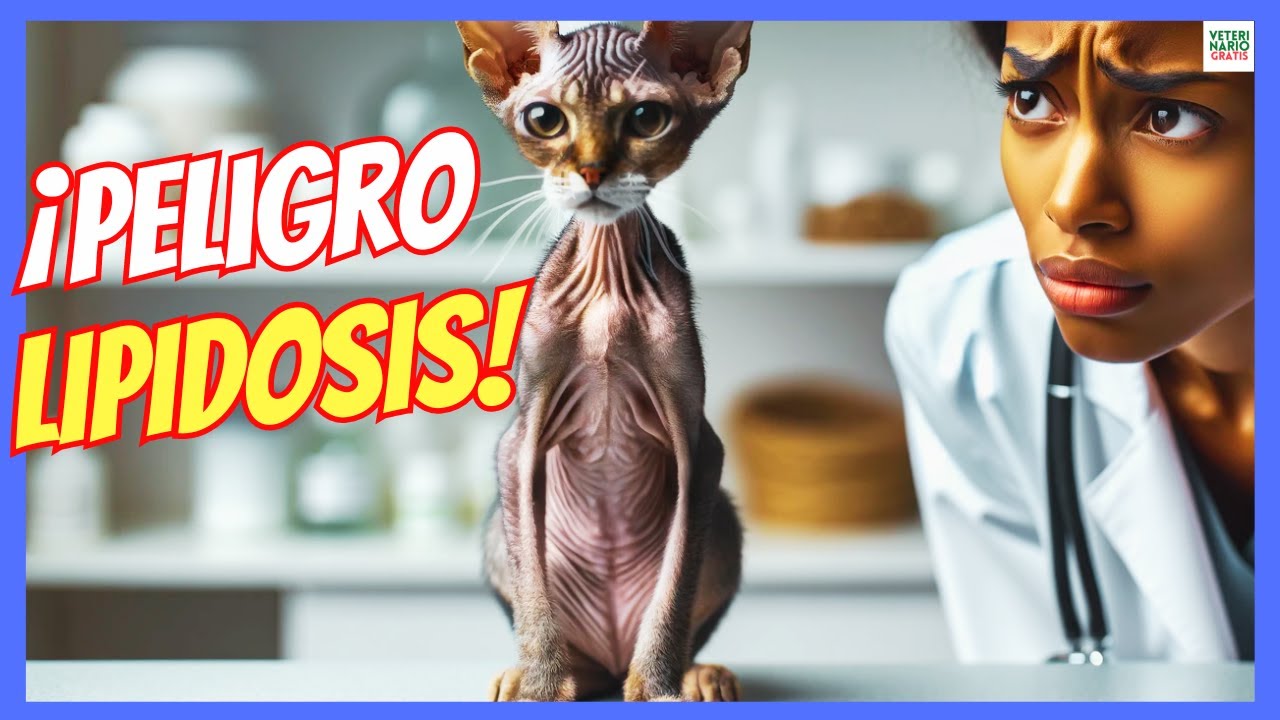 🔴 LIPIDOSIS HEPÁTICA EN GATOS: CAUSAS, SÍNTOMAS Y TRATAMIENTO 🔴