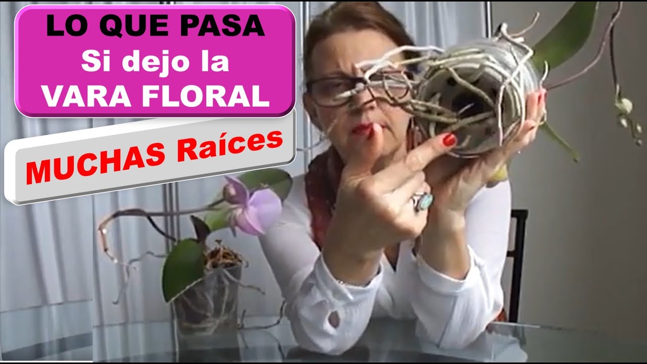 Que hago si la vara floral de mi Orqu&iacute;dea se ramifico tiene solo dos hojas y estan color rojo #106