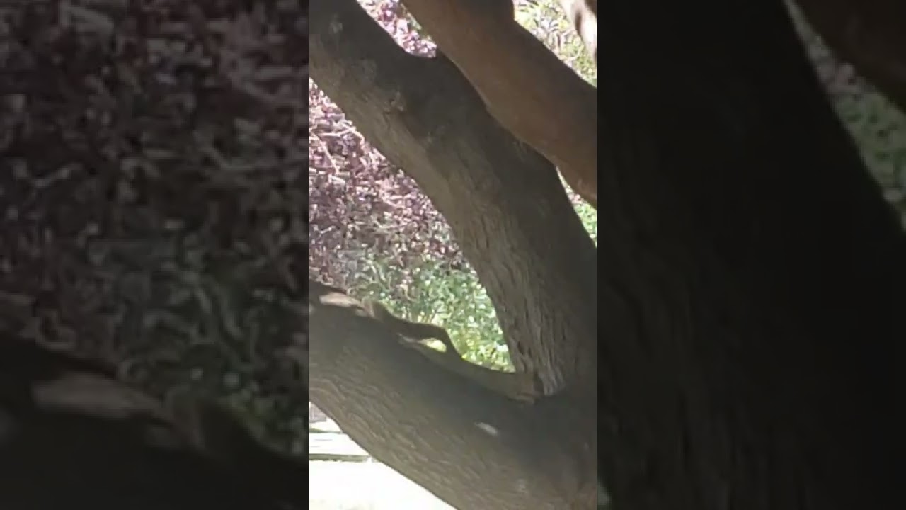 Lazy Squirrel