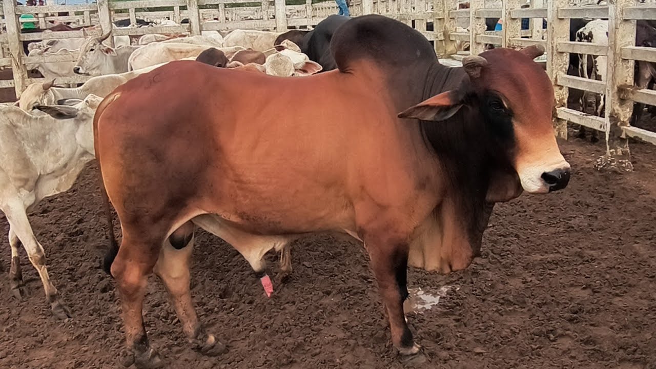FEIRA DO GADO EM CAMPINA GRANDE-PB 20-01-2026