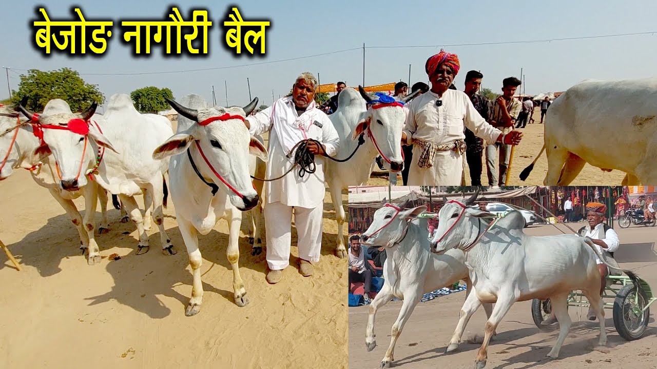 बेजोड़ खूबसूरत नागौरी बेल जोड़ी में सबसे सुंदर कौन 6 से 8 दंत Nagaur Cattle Fair 2025 नागौर पशु मेला