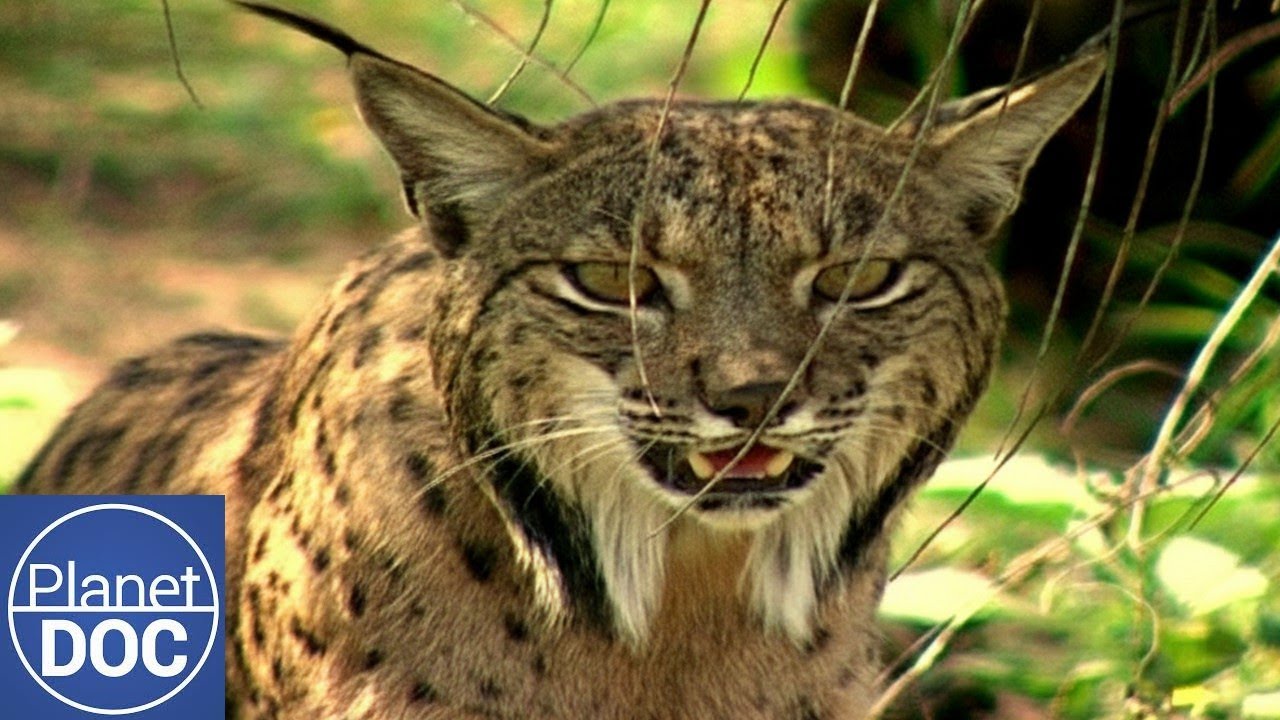 Lince Ibérico: El Felino Más Amenazado del Mundo | Documental Completo en Español