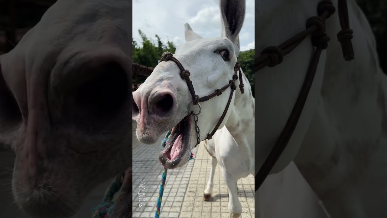 🎶🐴 &iexcl;As&iacute; suena un burro rebuznando! #Burros #BurroRebuznando #Asnos